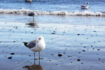 Seagulls perching on a beach