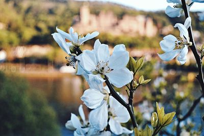Close-up of white cherry blossom tree