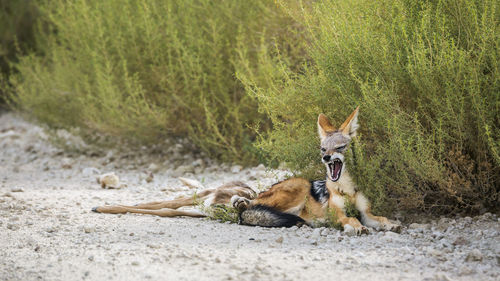 Dog lying down on land