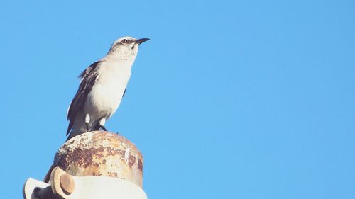 Low angle view of seagull perching on metal against sky