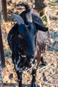 Black goat standing and watching