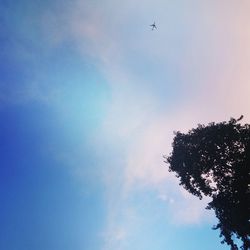 Low angle view of silhouette bird flying against blue sky