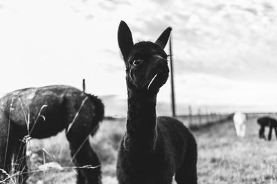 Close-up of alpaca standing on field against sky