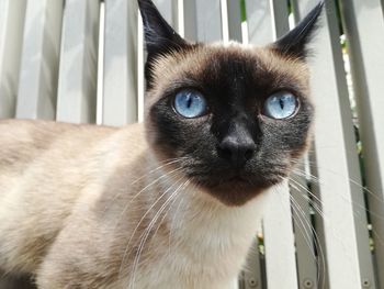 Close-up portrait of cat