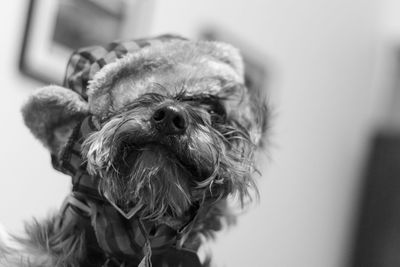 Close-up portrait of dog at home