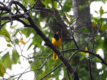 Low angle view of bird perching on tree