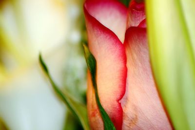 Close-up of plant against blurred background