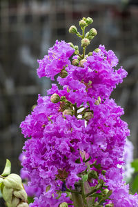 Close-up of pink flowering plant