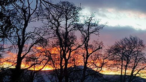 Low angle view of silhouette trees against sky during sunset