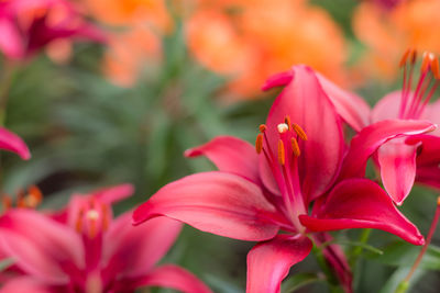 Close-up of pink flowering plant