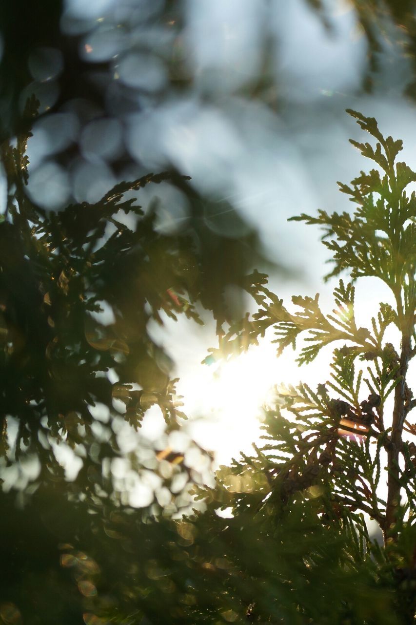 tree, sun, leaf, growth, sunlight, branch, lens flare, nature, beauty in nature, scenics, day, tranquility, fragility, sunny, bright, sunbeam, outdoors, tranquil scene, focus on foreground, shining, back lit, freshness, high section, no people