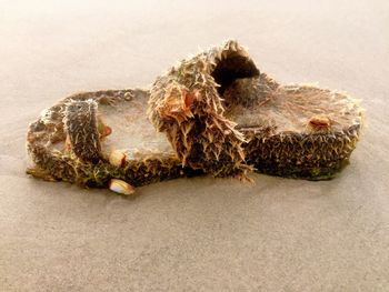 Close-up of wet sandal at beach