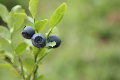 Close-up of fruit growing on plant