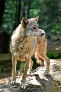 Wolf in captivity looking away