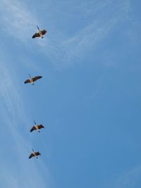 Low angle view of seagulls flying in sky