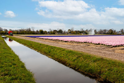 Fields full of brightly colored hyacinths and intoxicating scents, province of north holland