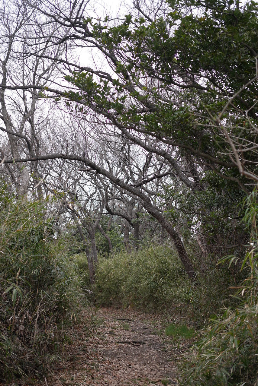 VIEW OF TREES IN FOREST