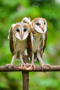 Close-up of barn owls perching on stick