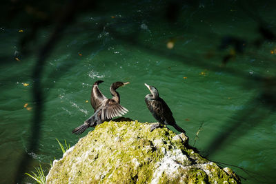 Birds perching on lake