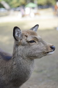 Close-up of deer