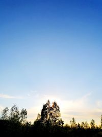 Low angle view of silhouette trees against sky at sunset