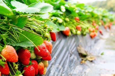 Close-up of strawberries