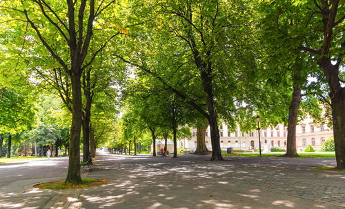 Trees by road in park