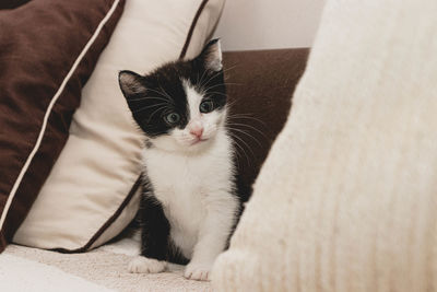 Portrait of cat with kitten at home