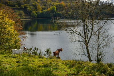 View of a duck in the lake