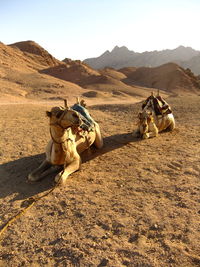 Horse cart on sand against clear sky