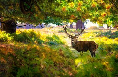 Deer standing on field