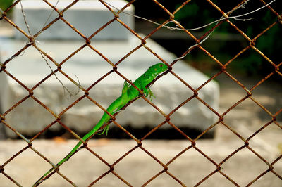 Full frame shot of chainlink fence