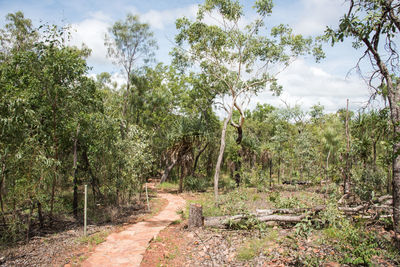 Dirt road amidst trees on field against sky