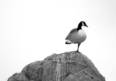 Bird perching on rock against clear sky