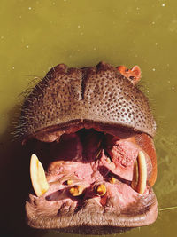 Close-up of hippo 