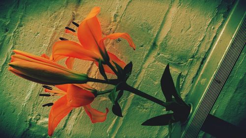 Close-up of orange flower