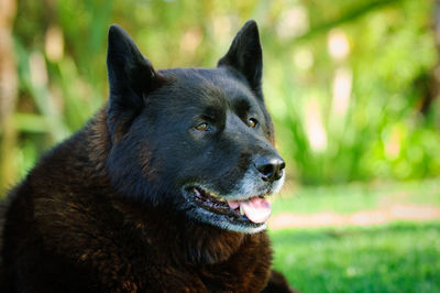 Close-up of dog looking away