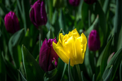 Close-up of yellow tulip flower