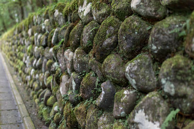 Close-up of roasted growing in farm