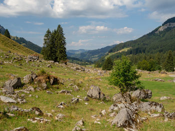 Scenic view of trees on field against sky