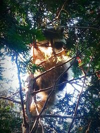 Low angle view of cat sitting on tree