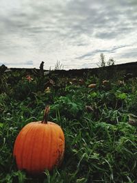 View of pumpkins on field against sky