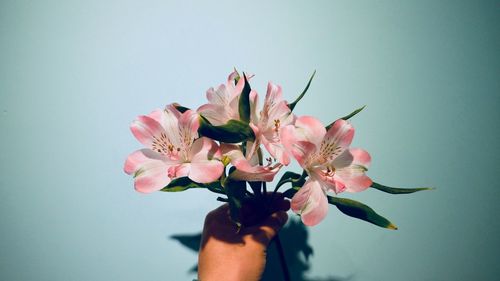 Cropped hand holding pink flowers against wall