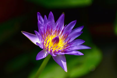 Close-up of lotus water