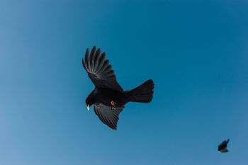 Low angle view of jackdaws flying in mid-air against clear blue sky