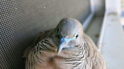 Close-up of bird