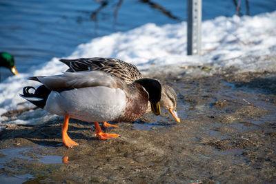 Ducks in a pond