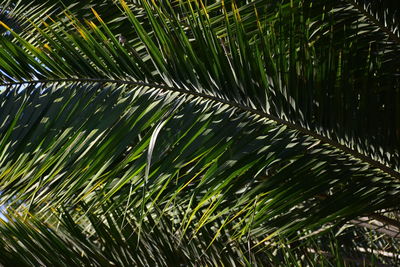 Full frame shot of palm tree leaves