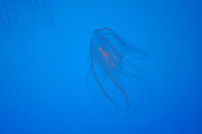 Close-up of jellyfish in sea