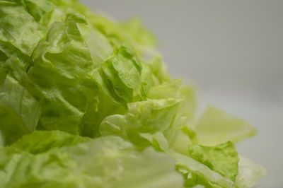 Close-up of leaf vegetables